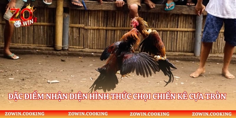 Đặc điểm nhận diện hình thức chọi chiến kê cựa tròn là gì?