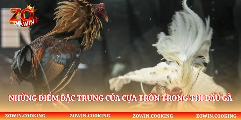 Những điểm đặc trưng của cựa tròn trong thi đấu gà